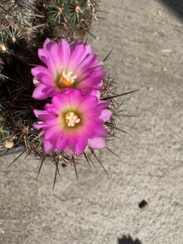 Preview: Escobaria vivipara